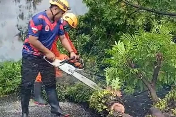 Angin Kencang Tumbangkan Pohon di Binakal, BPBD Bondowoso Gerak Cepat Evakuasi
