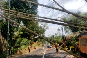 Rumpun Bambu Tumbang Akibat Angin Kencang di Wringin