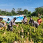 Polres Probolinggo Bersama Kelompok Tani Panen Jagung di Bantaran