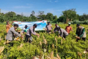 Polres Probolinggo Bersama Kelompok Tani Panen Jagung di Bantaran