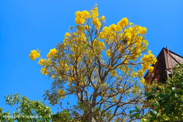 Pesona Bunga Tabebuya Kuning Hiasi Langit Biru Bondowoso, Tanda Musim Kemarau Mulai Memuncak