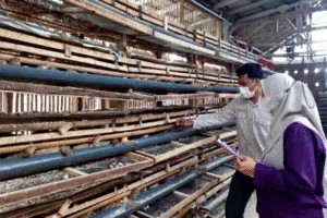 Disnakan Bondowoso Fasilitasi Pengurusan NKV Tanpa Biaya