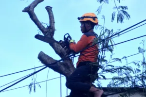 Angin Kencang Terjang Sekarputih, BPBD Bondowoso Gerak Cepat Tangani Pohon Tumbang yang Ancam Pengendara
