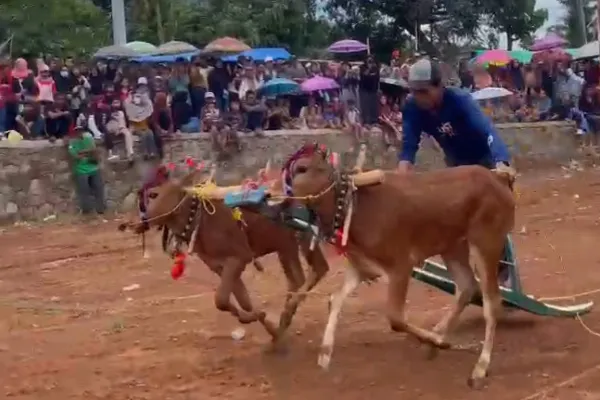 Klabang Bergema! Kerapan Sapi dan Ojung Bangkitkan Kembali Warisan Budaya Bondowoso