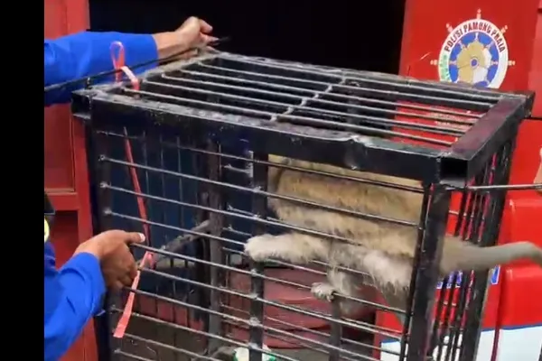 Damkar Bondowoso Evakuasi Monyet Peliharaan agar Tak Menarik Monyet Liar ke Permukiman