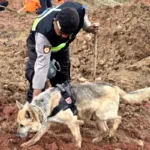 Anjing Pelacak Dikerahkan, Polri Genjot Pencarian Korban Longsor Cilacap