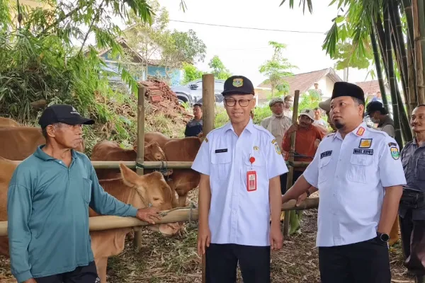 Bondowoso Kebut Suntik Massal Ternak, Wabup Pantau Langsung
