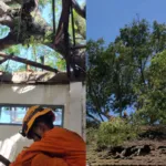 Angin Kencang Terjang SDN Jumpong, Dua Gedung Sekolah Rusak Akibat Pohon Tumbang