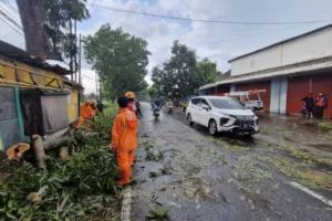 Angin Kencang Tumbangkan Pohon di Jalur Bondowoso–Situbondo, Akses Jalan Sempat Tertutup