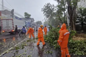 Angin Kencang Tumbangkan Pohon di Jalur Bondowoso–Jember, BPBD Pastikan Akses Kembali Normal