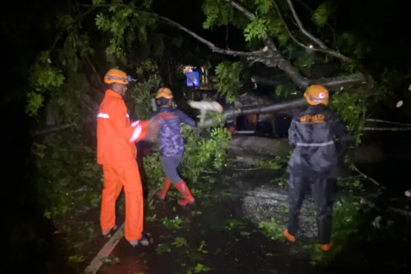 Angin Kencang Terjang Wisata Arak-arak Bondowoso, BPBD Bergerak Cepat Evakuasi Pohon Tumbang