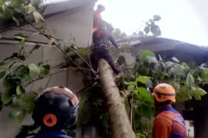 Cuaca Ekstrem Hantam Bondowoso, Pohon Jati Tumbang Timpa Gudang Warga